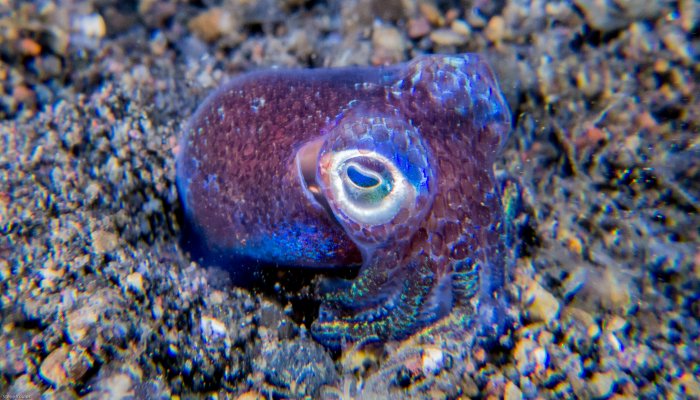 Baby Bobtail Squid